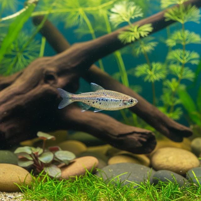 Dwarf Spotted Danio