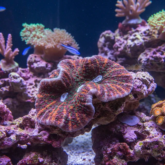 Echinophyllia Chalice