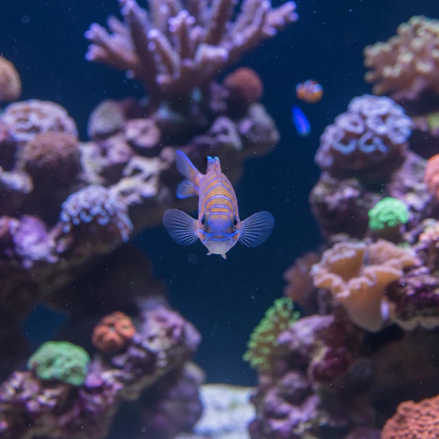 Eight Line Wrasse
