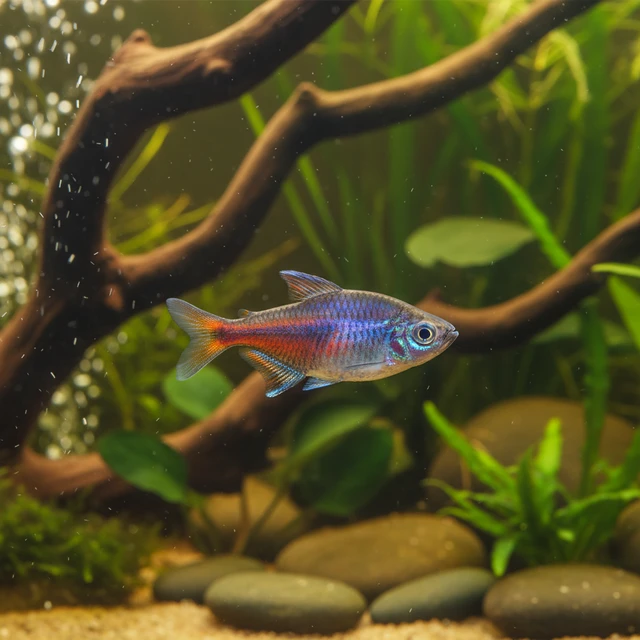 Eilyos Tetra