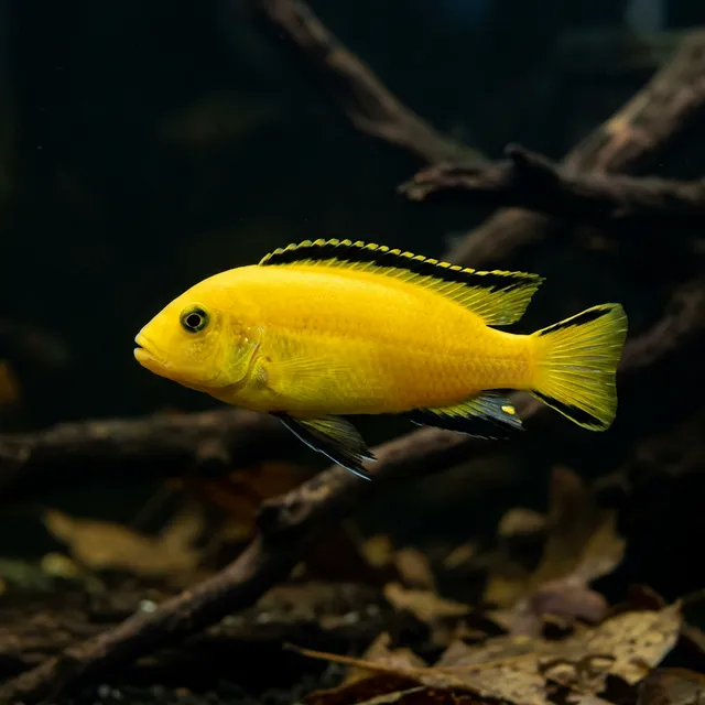 Electric Yellow Lab