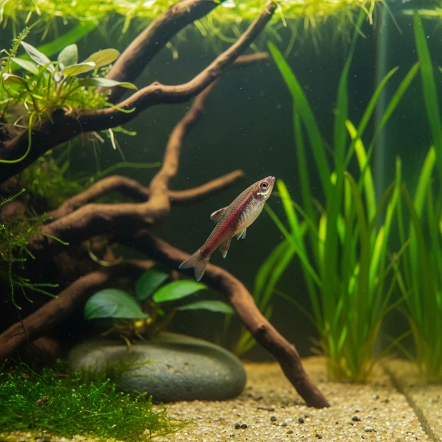 Elegant Pencilfish