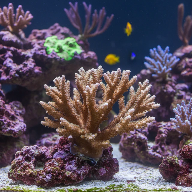 Elkhorn Coral