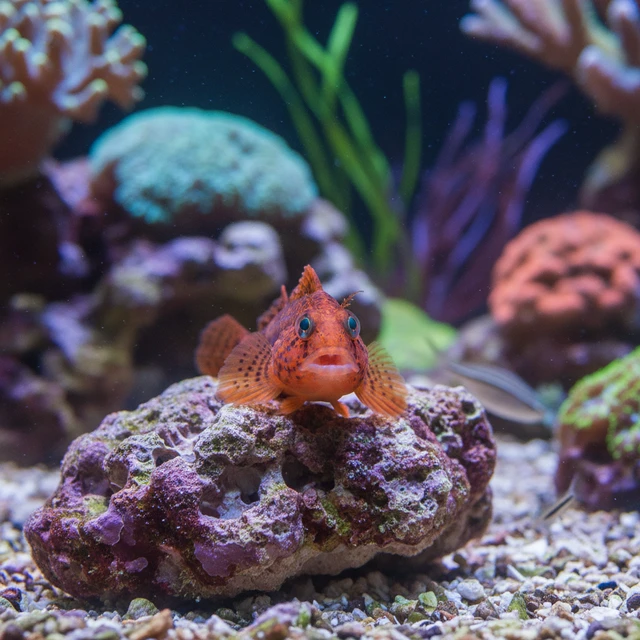 Ember Blenny