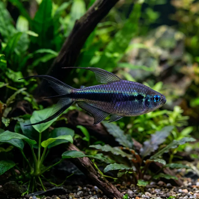 Emperor Tetra