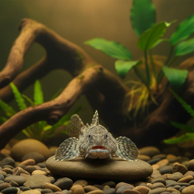 European Bullhead Goby