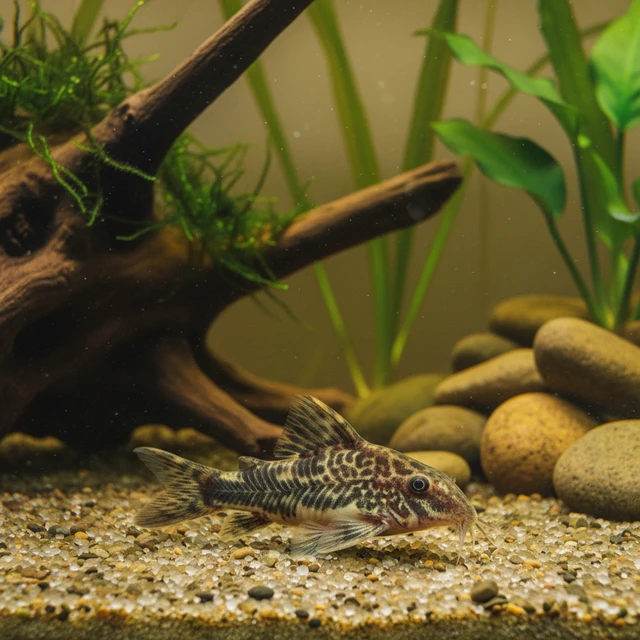 Eversi Corydoras