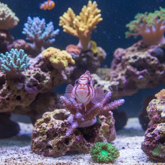 Falco Hawkfish