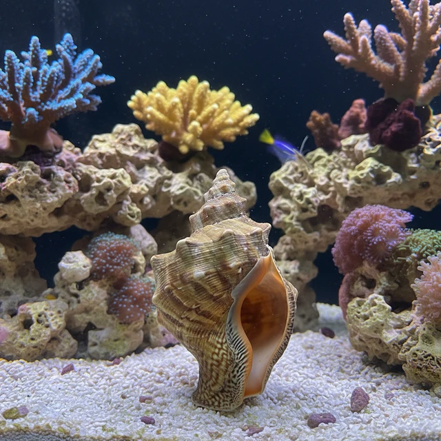 Fighting Conch