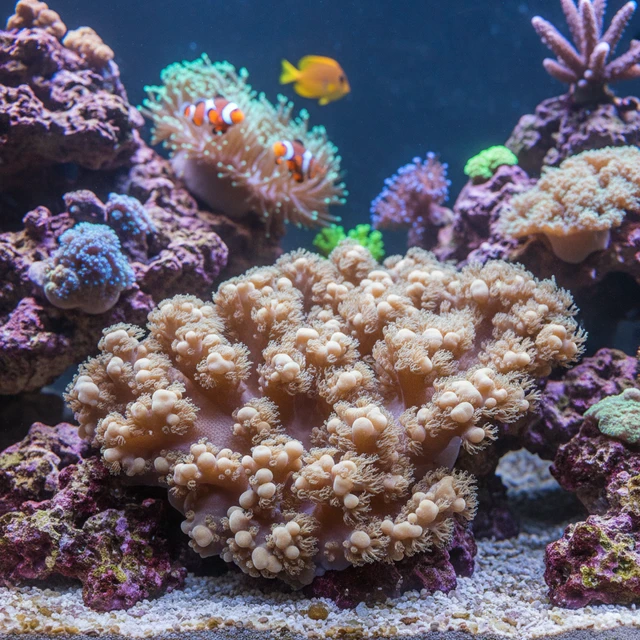 Finger Leather Coral
