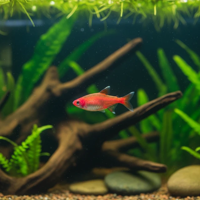 Firehead Tetra