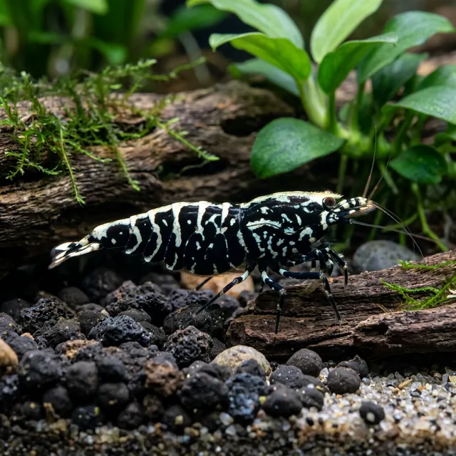 Fishbone Pinto Shrimp