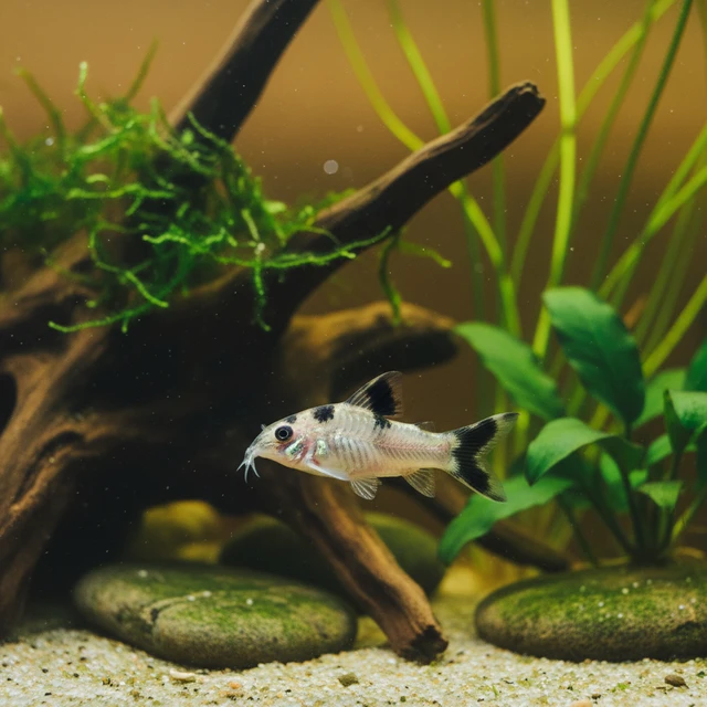 Flag Tailed Panda Corydoras