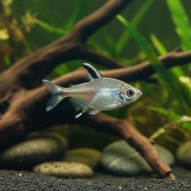 Flag Tetra