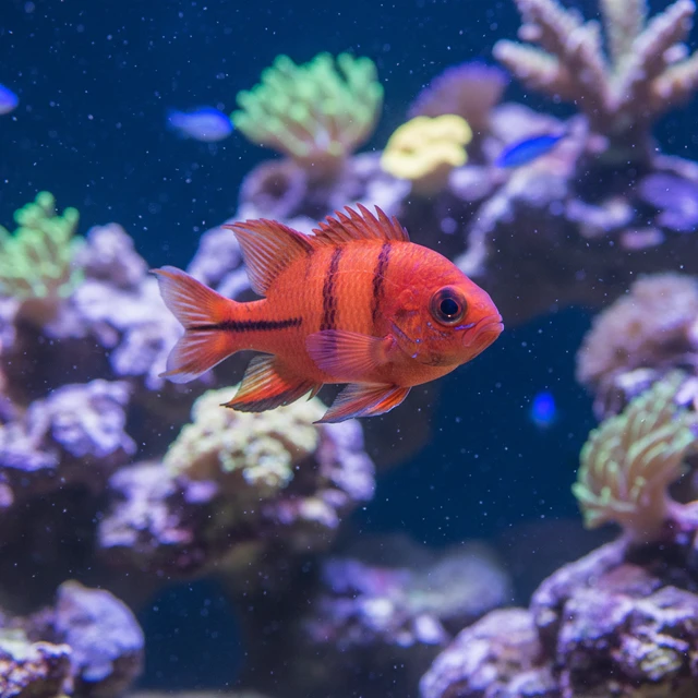 Flame Cardinalfish