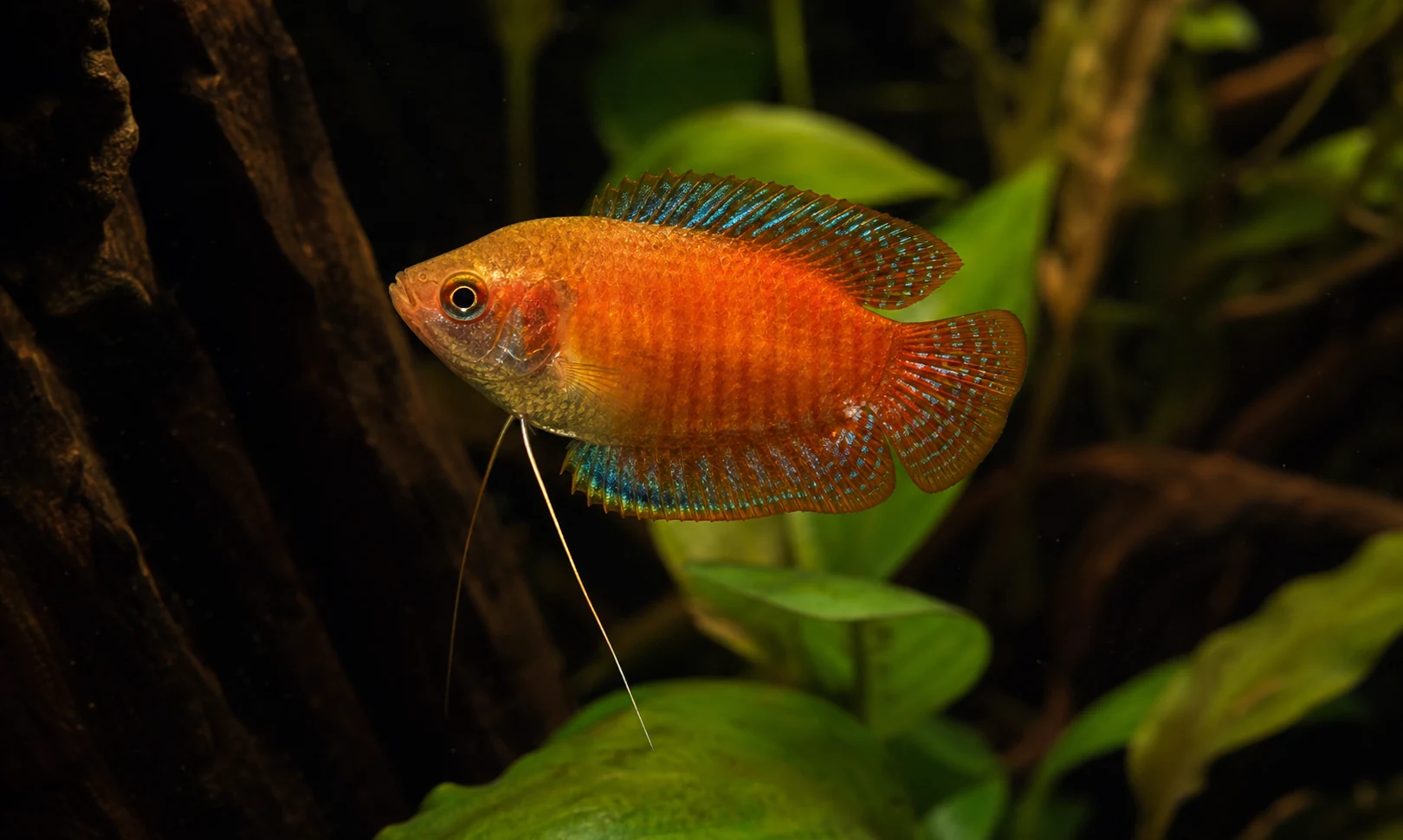 Flame Dwarf Gourami