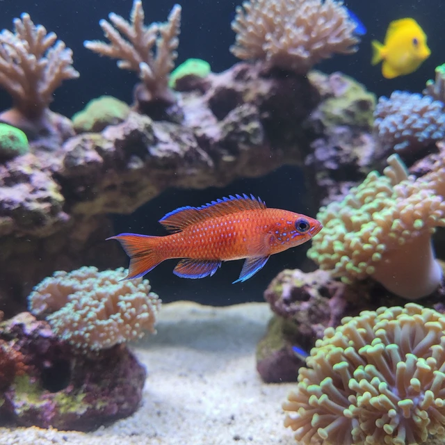 Flame Fairy Wrasse