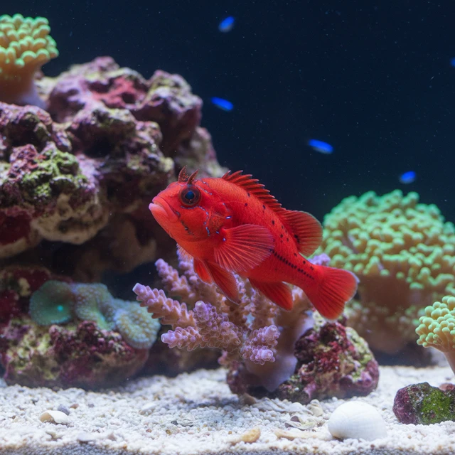 Flame Hawkfish