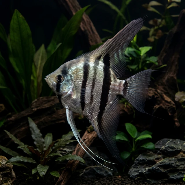 Freshwater Angelfish