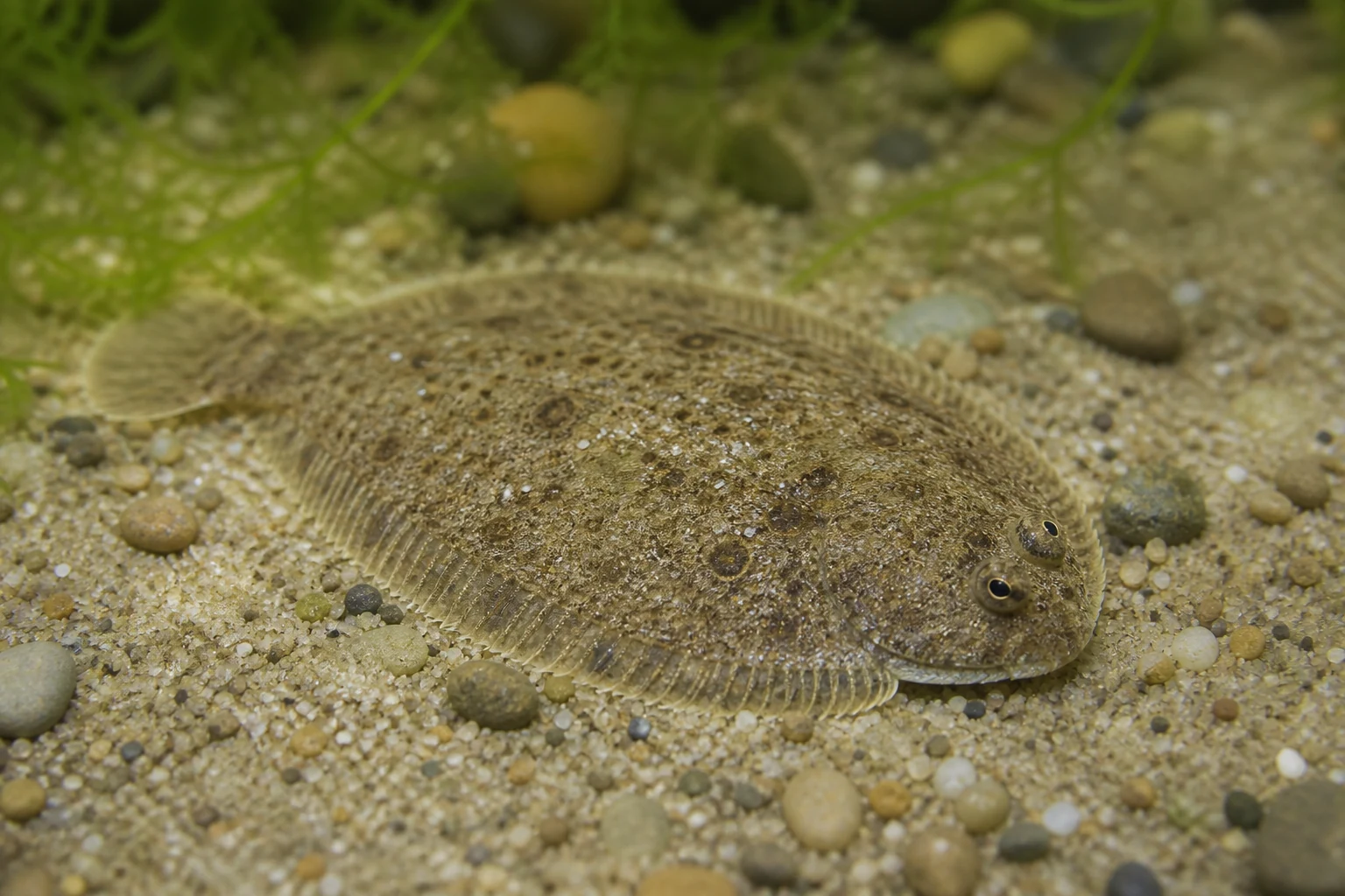 Freshwater Flounder
