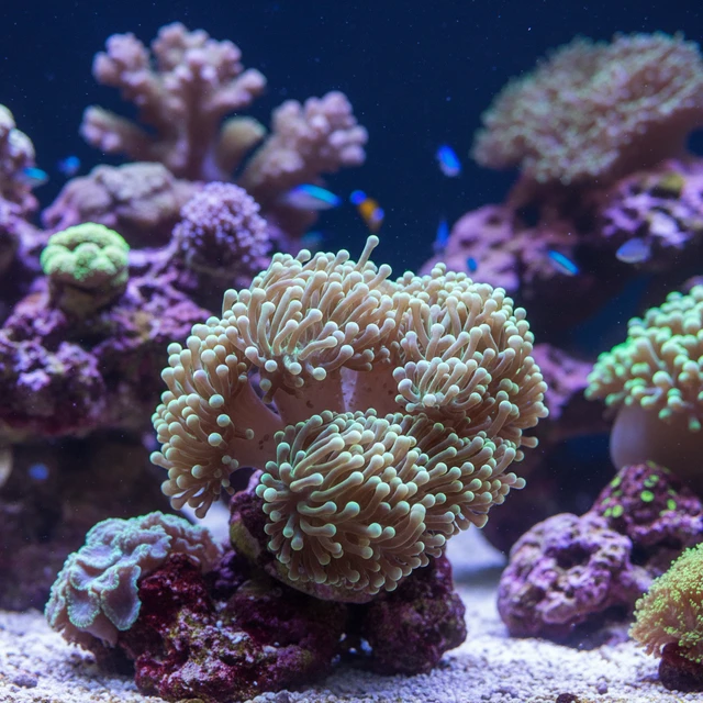 Frogspawn Coral