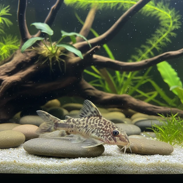 Fulleri Corydoras