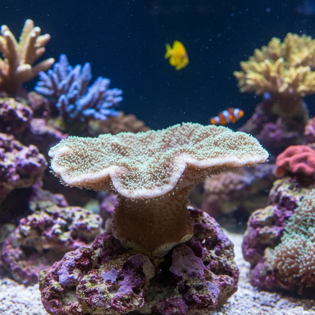 Fuzzy Sandal Coral