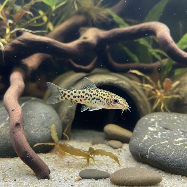 Galaxy Loach