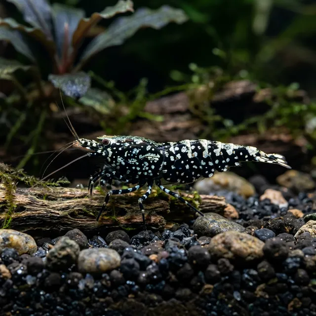 Galaxy Pinto Shrimp