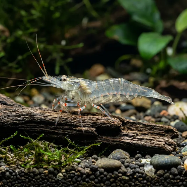 Ghost Shrimp