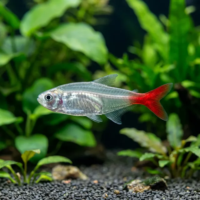Glass Bloodfin Tetra
