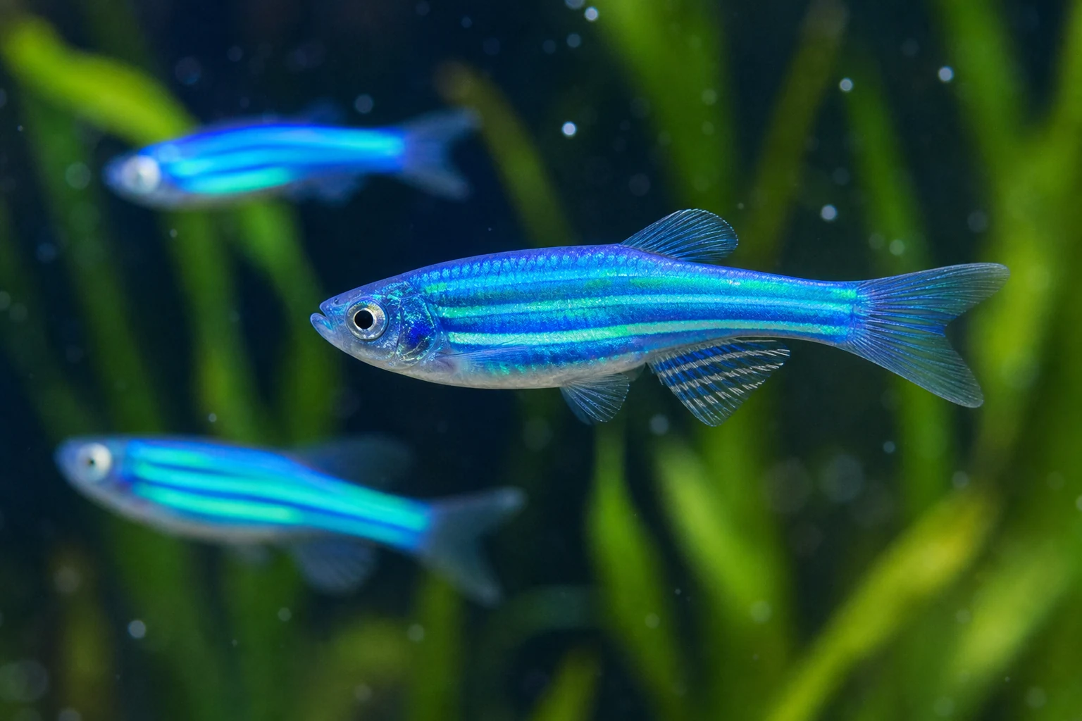 GloFish Danio