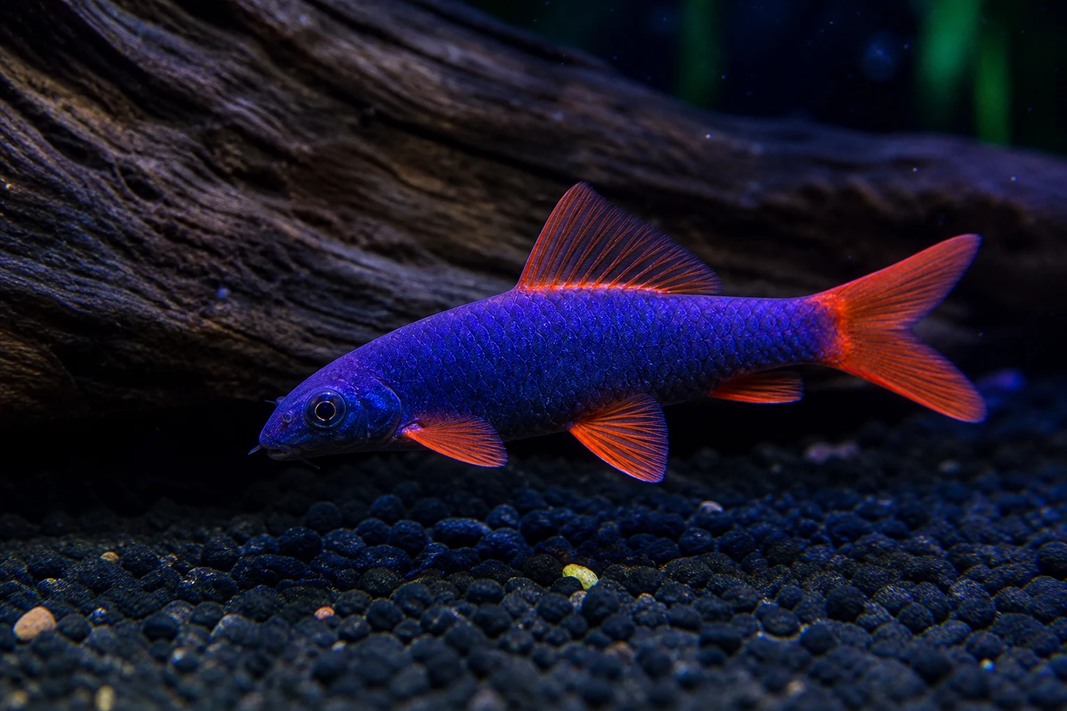 GloFish Shark