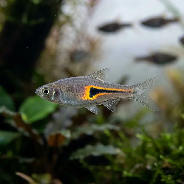 Glowlight Rasbora