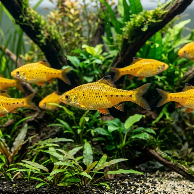Gold Barb