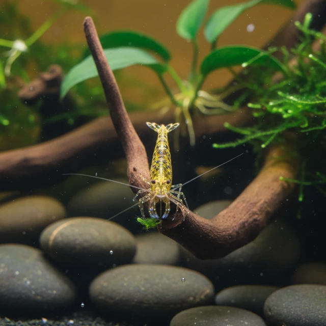 Gold Nebula Shrimp