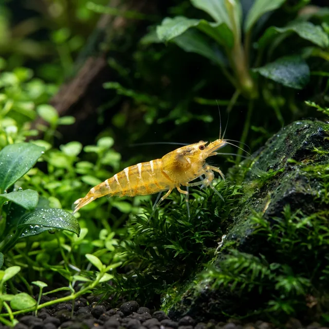 Golden Bee Shrimp