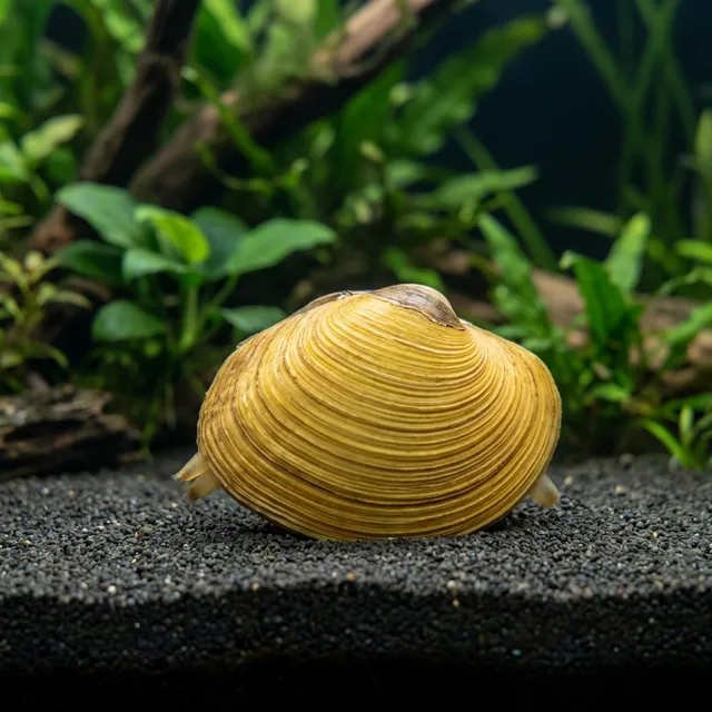 Golden Clam