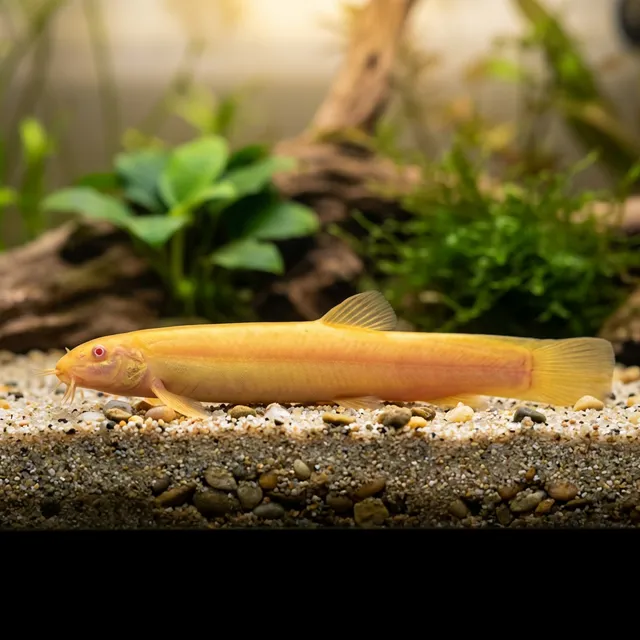 Golden Dojo Loach