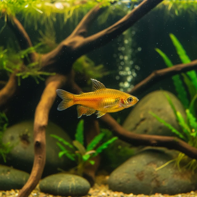 Golden Skiffia