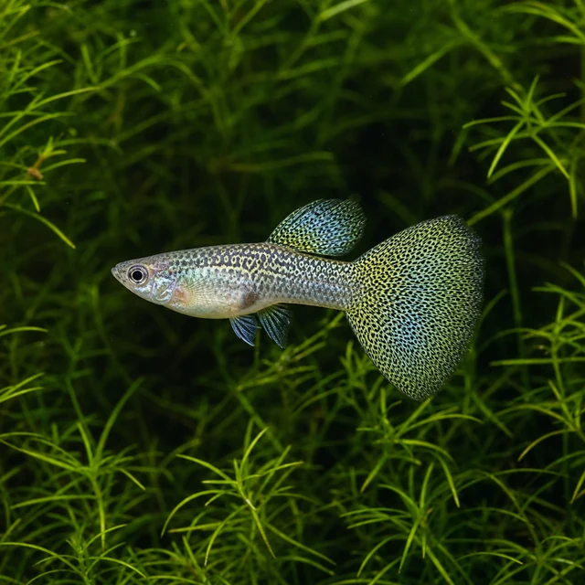 Grass Guppy