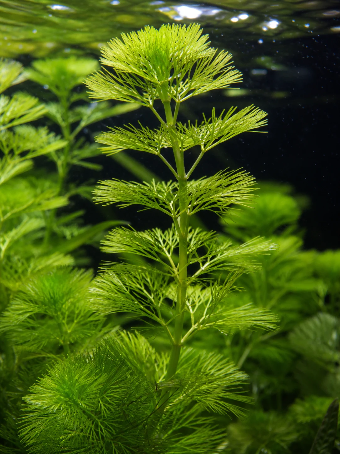 Green Cabomba