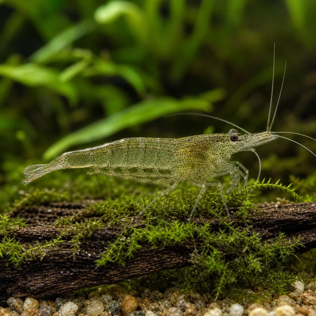Green Long-rostrum Shrimp