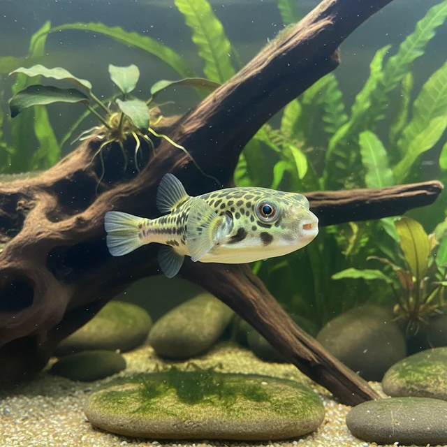 Green Spotted Pufferfish