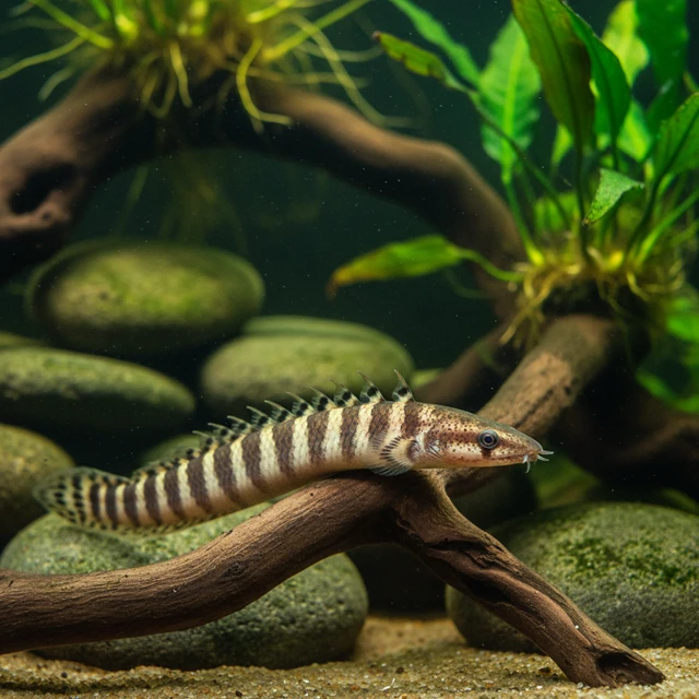 Half-Banded Spiny Eel