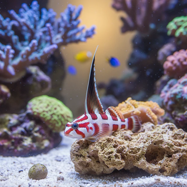 Hi Fin Red Banded Goby