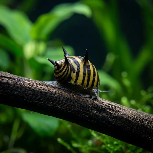 Horned Nerite
