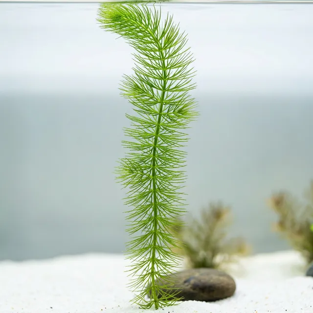 Hornwort