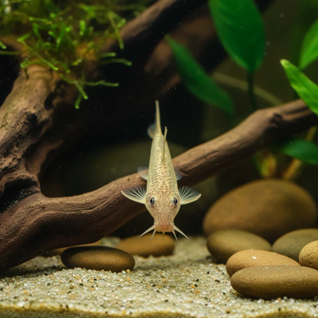 Horseface Loach