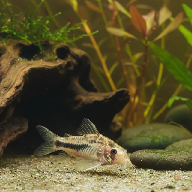Horsemans Corydoras